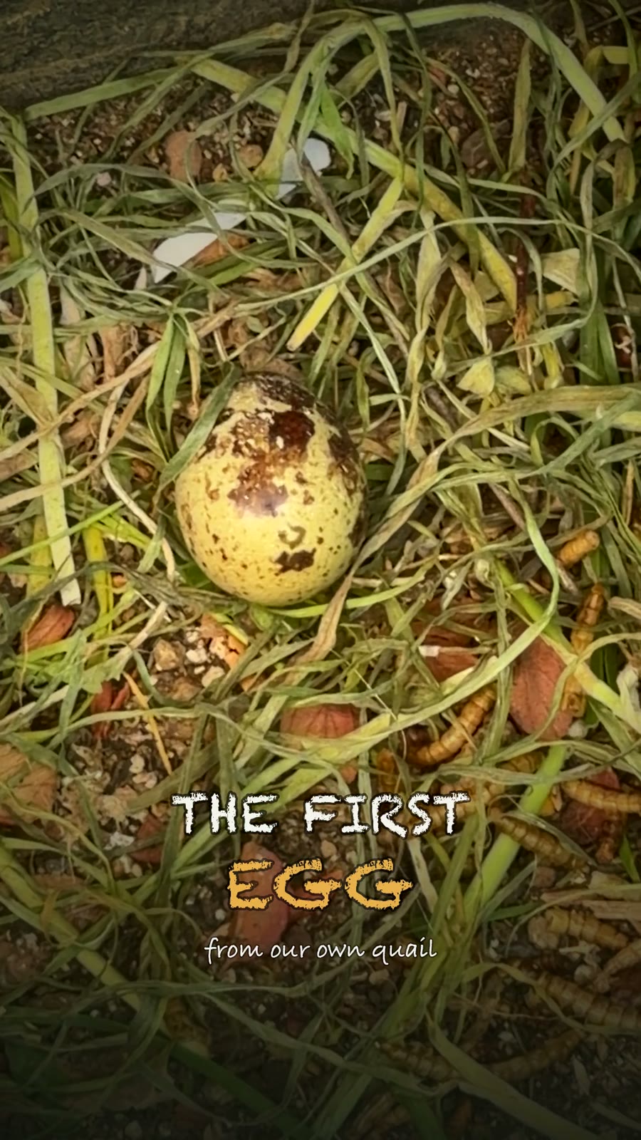 Corner Harvest quail eggs from the coop