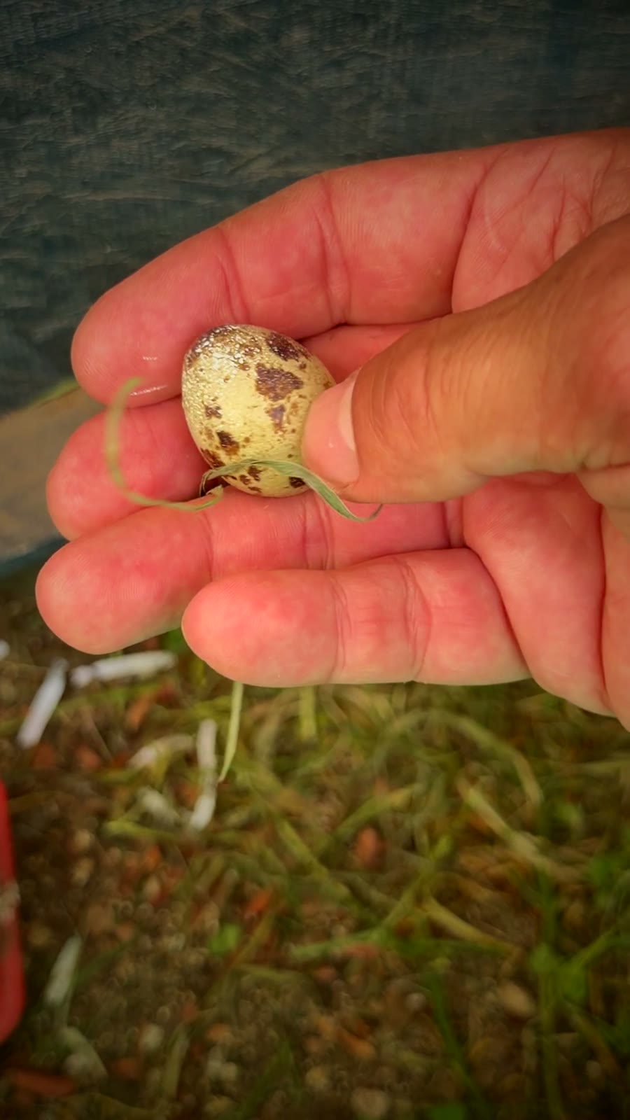 A quail egg held between two fingers