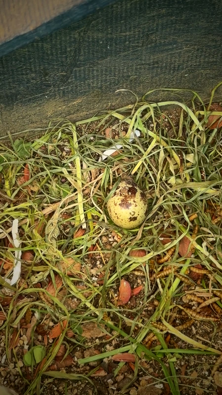 A speckled Coturnix quail egg in the grass of the Corner Harvest run